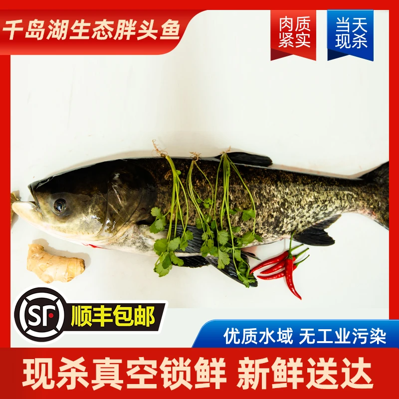 【现杀-胖头鱼】千岛湖生态胖头鱼肉质新鲜捕捞活鱼鲜杀发顺丰