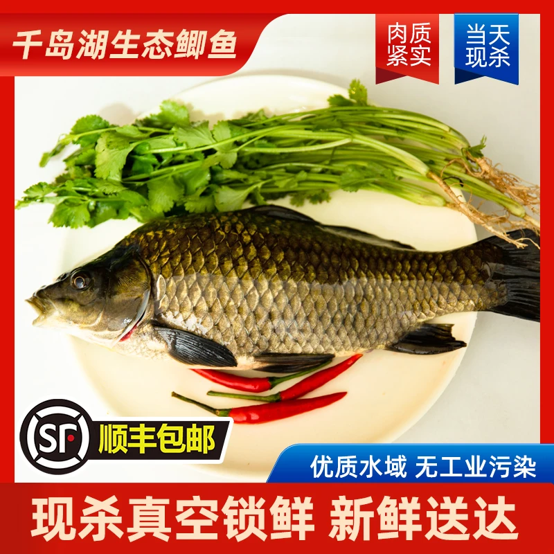 黄金鲫鱼1条