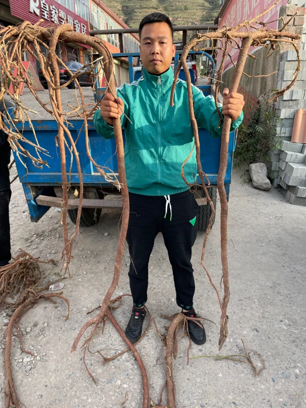 甘肃高山红皮甘草250-500克