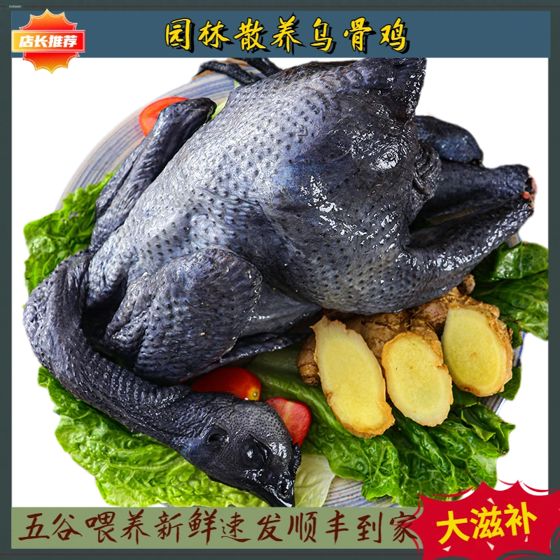 正宗山林散养乌鸡老母鸡乌骨鸡蒙山乌鸡新鲜土鸡现杀2斤/只顺丰