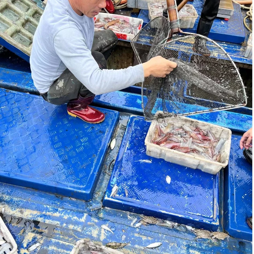 湛江硇洲岛野生手钓鱿鱼 灯光鱿鱼 小管海兔 500g