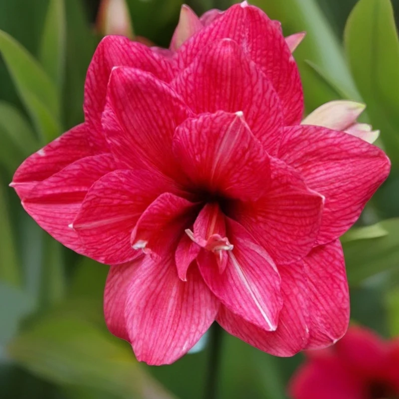 朱顶红小苗粉色交响曲1厘米