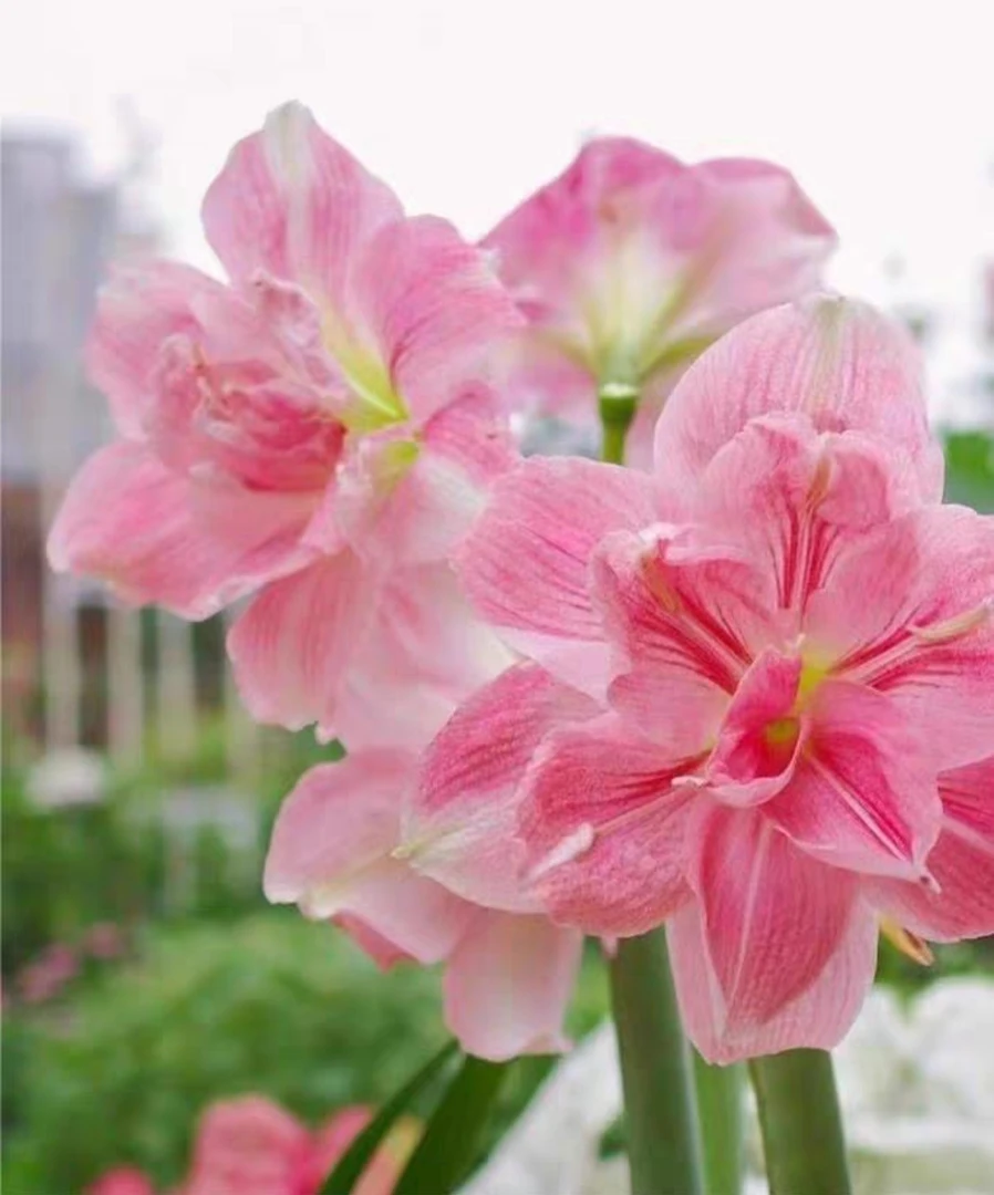 玫瑰花样中球尺寸3.5厘米+