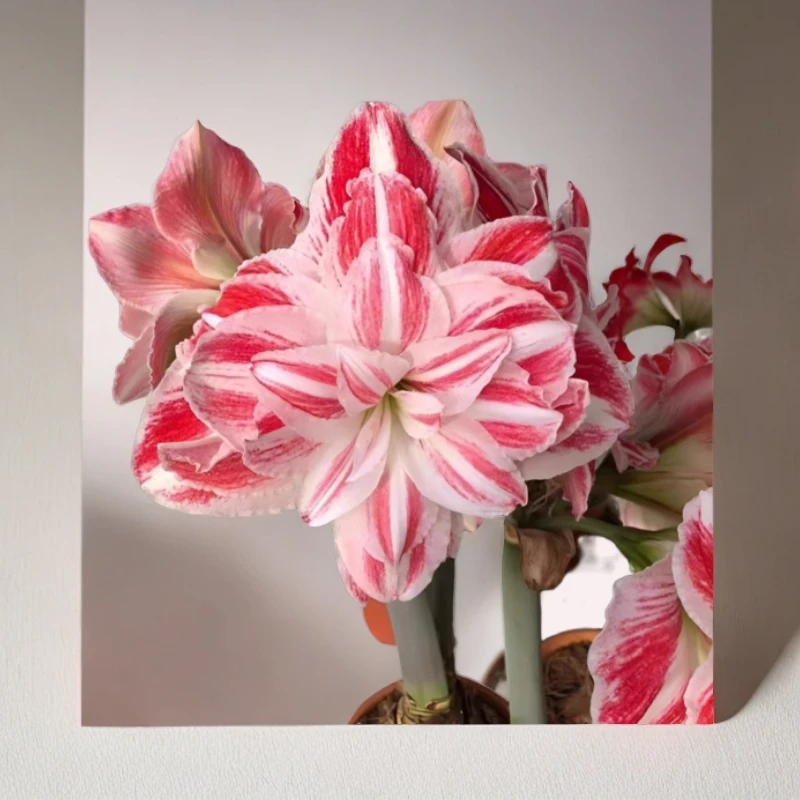 荷兰朱顶红小苗惊奇铃声尺寸1厘米