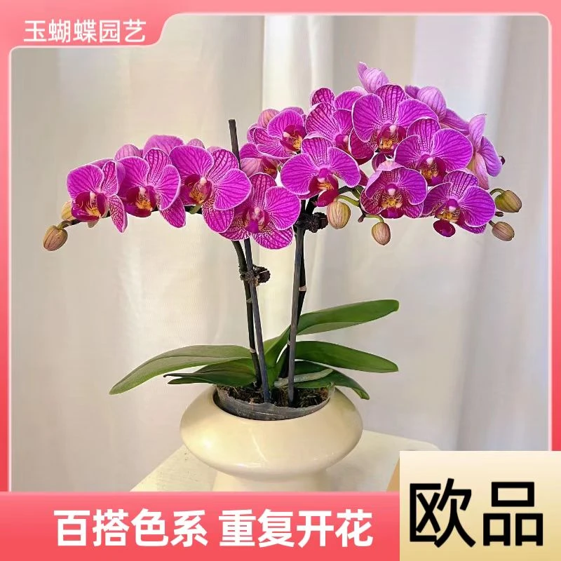 蝴蝶兰《布拉格》好养耐养苗情优质叶片碧绿  基地直发送礼乔迁