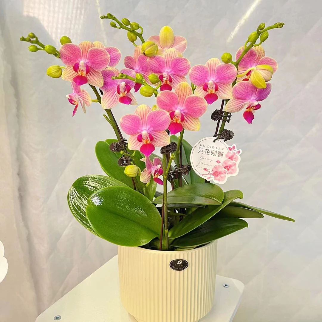 蝴蝶兰《夏日》好养耐养苗情优质叶片碧绿  基地直发  送礼乔迁