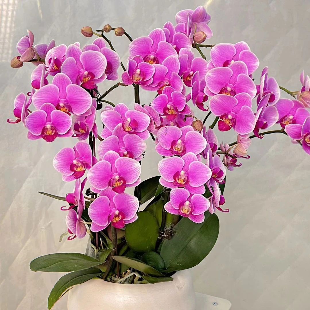 蝴蝶兰【红霞飞】高端喜庆 送礼乔迁 组盆做造型 年宵花 花期长