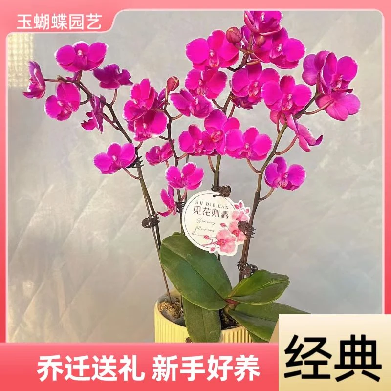 蝴蝶兰【雪红梅】 桌面花 一花观两色 高端花卉送礼乔迁 基地直发