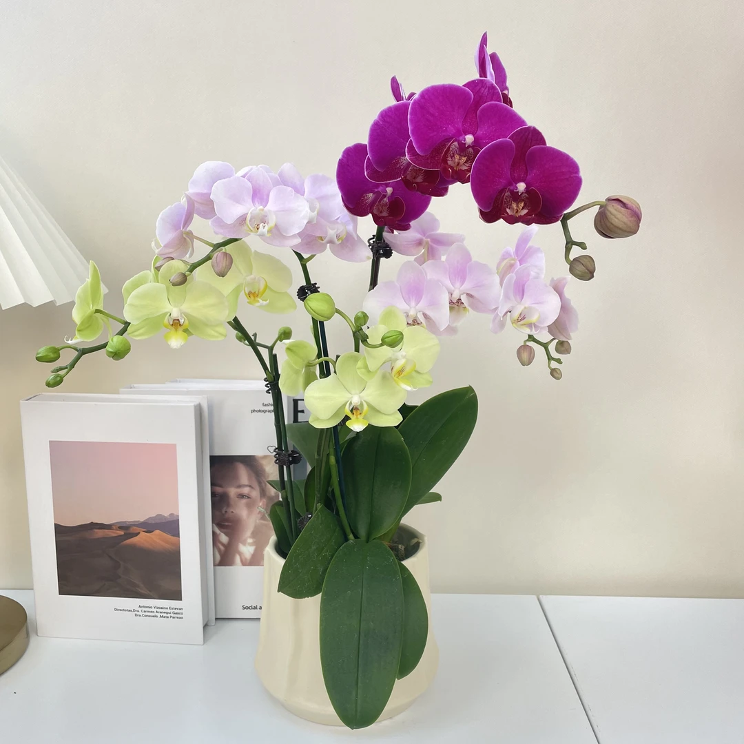 蝴蝶兰【合家欢】 花期长  室内送礼花 送礼朋友乔迁  基地直发