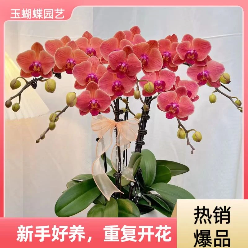 蝴蝶兰《小桔灯》好养耐养苗情优质叶片碧绿  基地直发  送礼乔迁