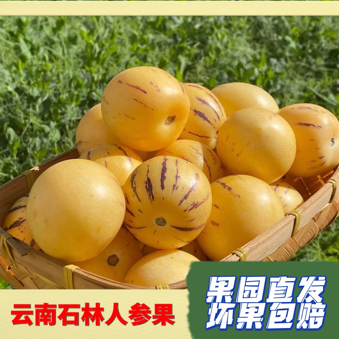 【中果】云南石林人参果黄肉圆果树上熟新鲜水果