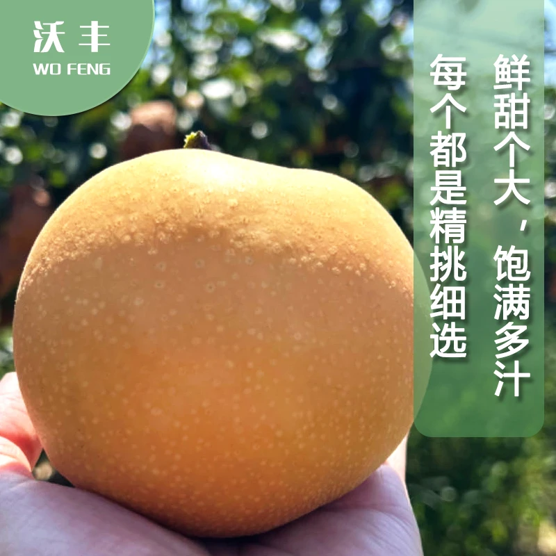 正宗秋月梨5斤山东烟台发货甘甜多汁天然口感好