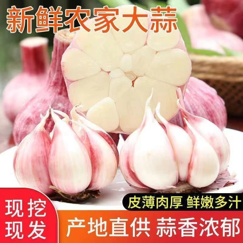 【现挖】新鲜大蒜湿蒜辛辣饱满蒜头糖蒜