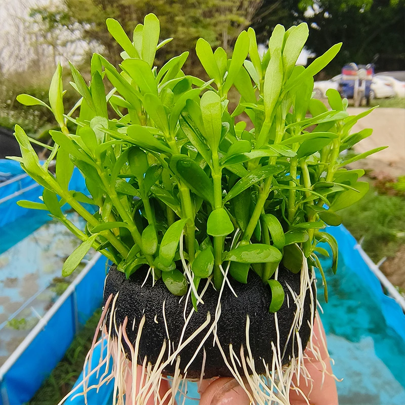 小对叶瓜子对叶坨草水下叶水族箱鱼缸造景淡水真水草