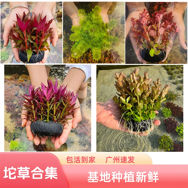 新手养鱼懒人水草增氧冒泡鱼缸造景水下叶坨草无需底沙淡水植物草
