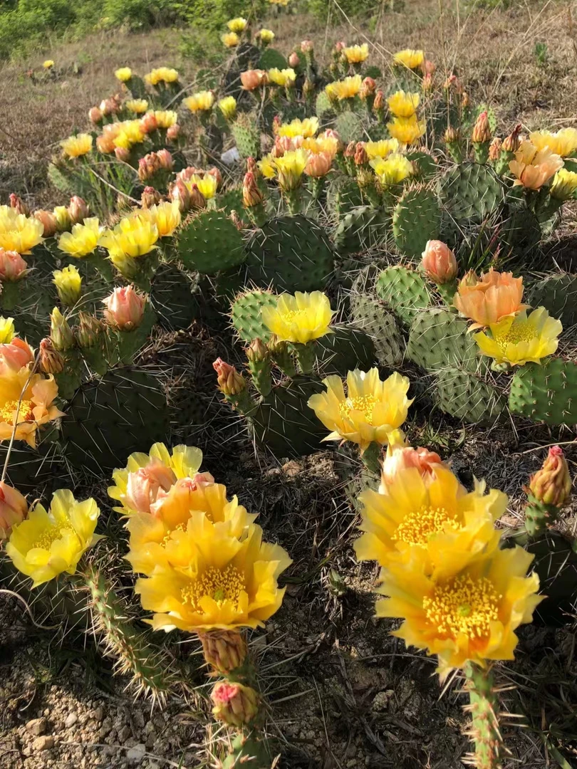 老墙头仙人掌，修罗仙人掌