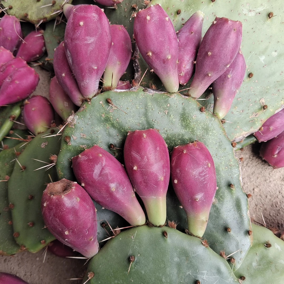 虎头团扇仙人掌繁殖快开花结果结紫红色的果子