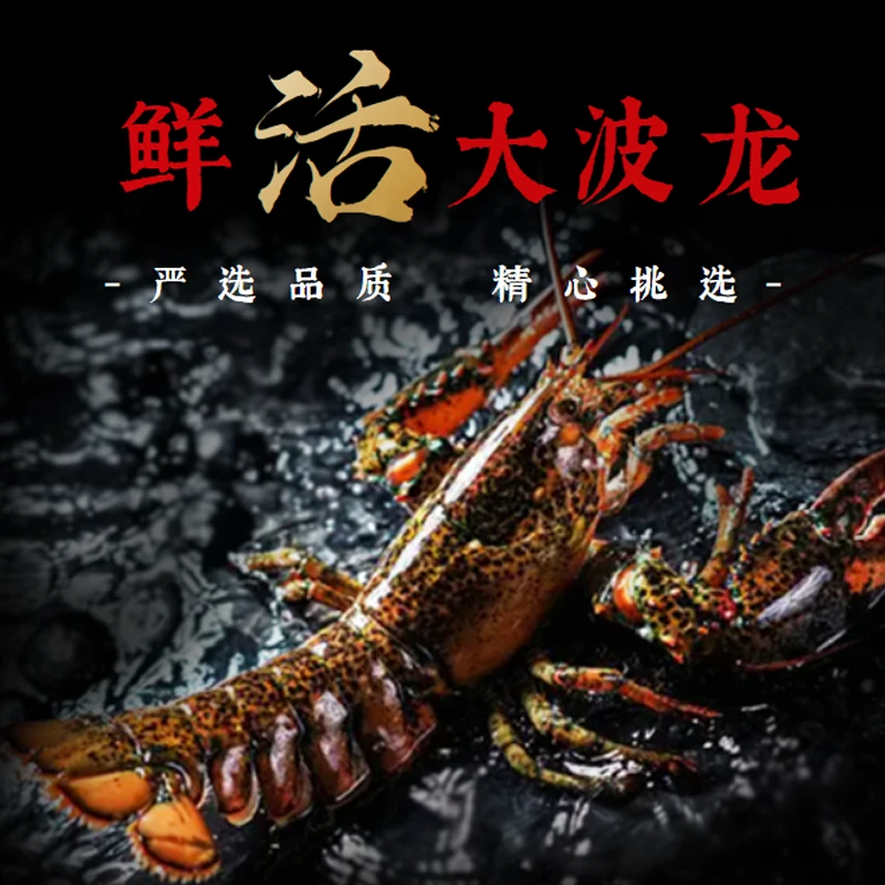 【保活到家】加拿大进口波士顿龙虾 海鲜波龙 450-500g 到手2只