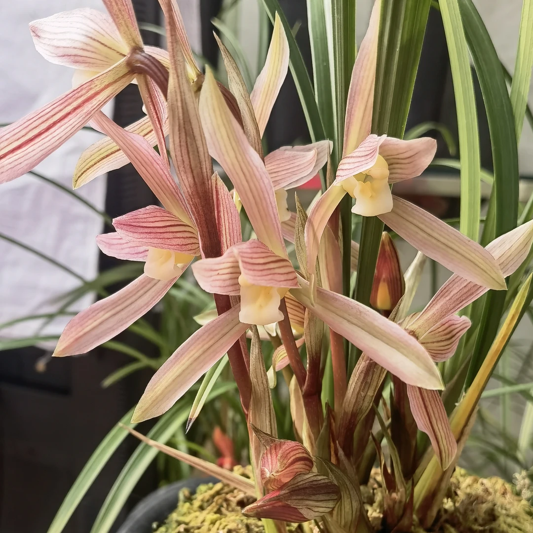 兰花春剑名品绿色盆栽植物（映红素）