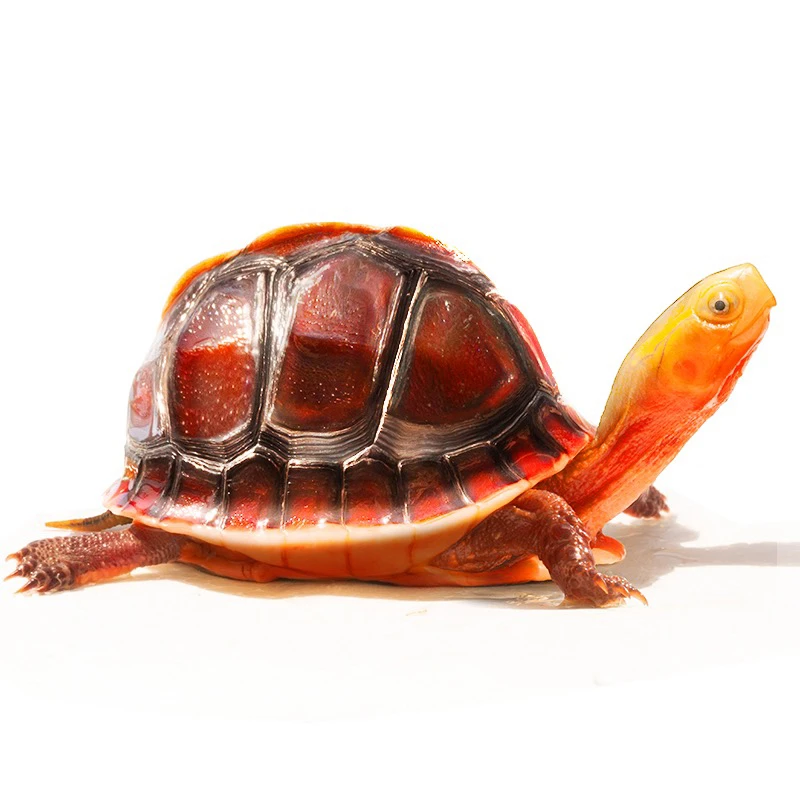 人工合法养殖闭壳龟皖南皖西安缘{直播间观看挑选}私拍不发