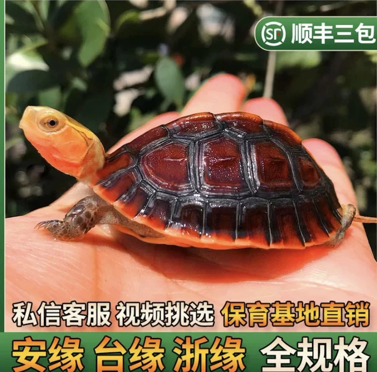 黄缘闭壳龟皖南皖西安缘观赏龟直播间挑选[人工养殖证件齐全
