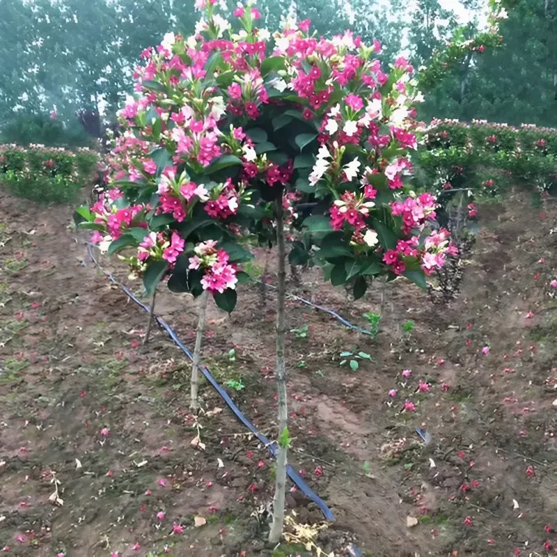 高杆五彩锦带花树苗盆栽锦带小苗庭院大型耐寒风景树五彩锦带花苗