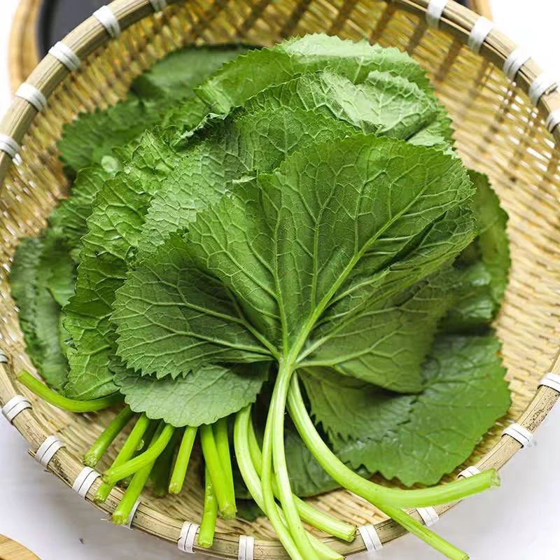 马蹄叶东北大叶子野菜包饭烧烤包烤肉新鲜马蹄叶朝鲜拌菜好吃顺丰