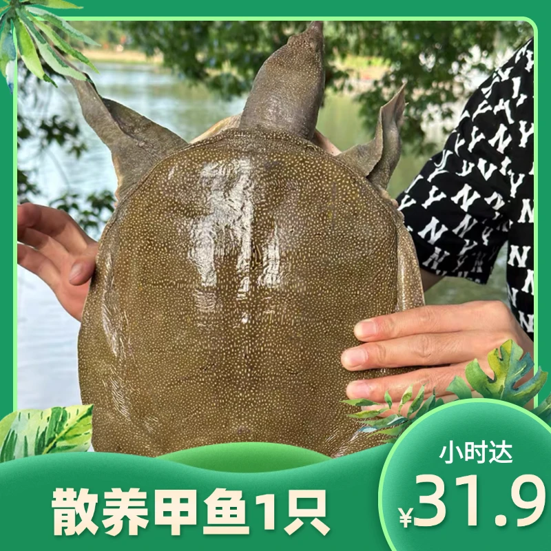 【配送到家】散养甲鱼1只