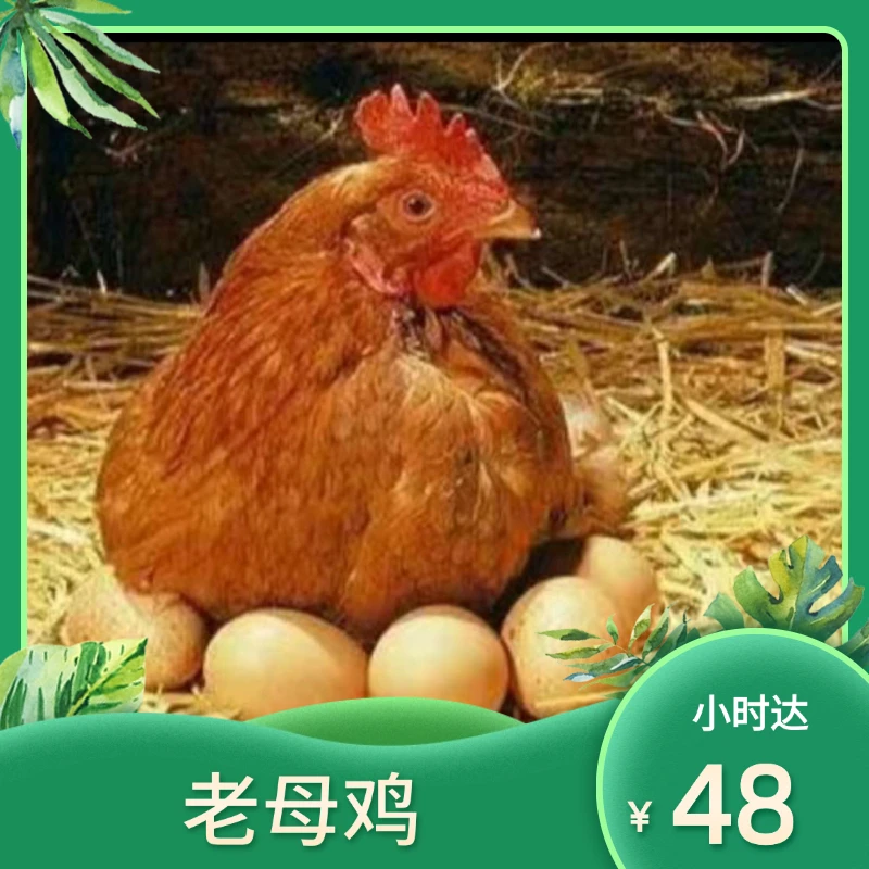 【处理干净】炖汤老母鸡1.5公斤左右