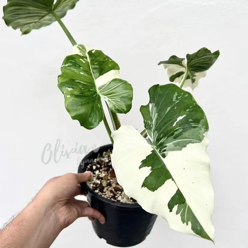 冲绳银海芋 白锦海芋锦叶植物庭院阳台 客厅室内花卉绿植观叶盆栽