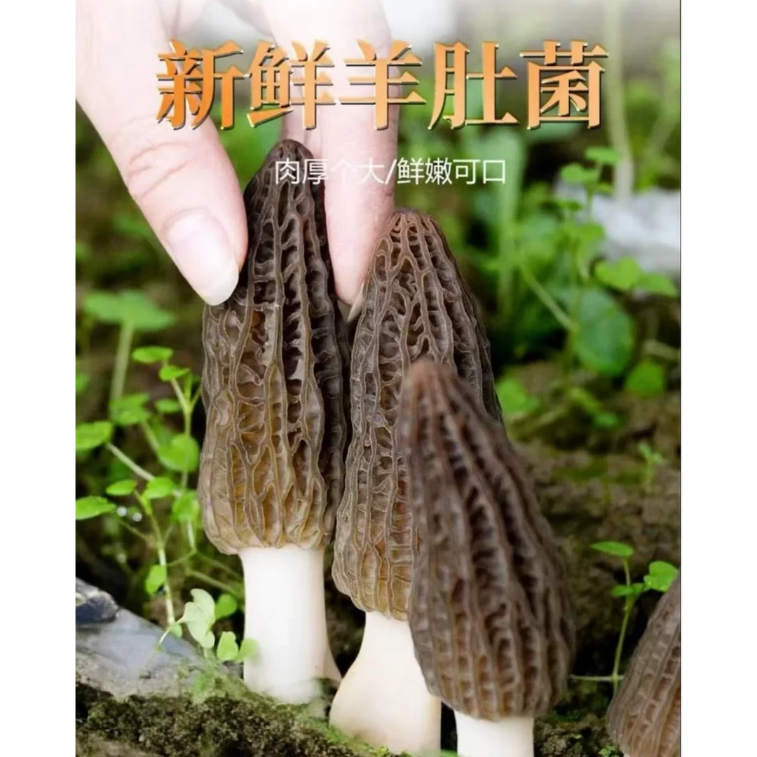 【正宗新鲜羊肚菌】头茬新鲜甄选中大号精品产地直销直发林下现摘