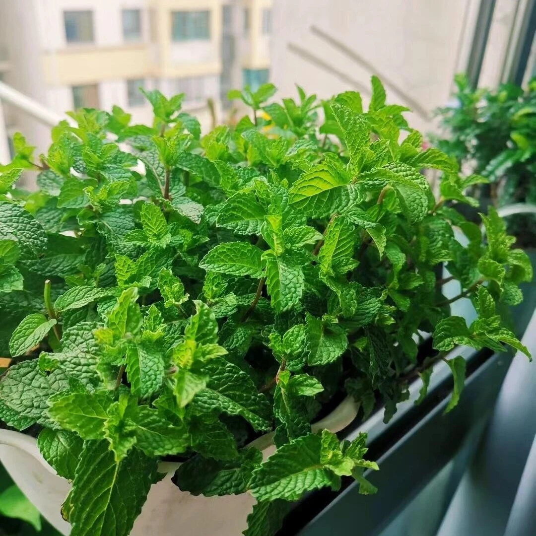【驱蚊薄荷种子】可食用调味香草四季多年生夏季室内阳台盆栽地栽