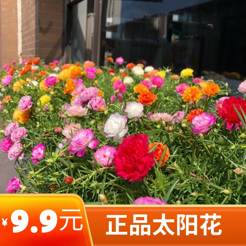 【30000粒重瓣太阳花种子】混色7色重瓣太阳花易活易种阳台庭院