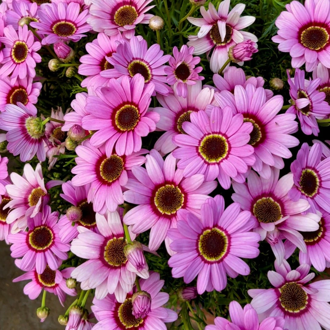 【除虫菊种子】四季播种夏季盆栽阳台庭院可种植