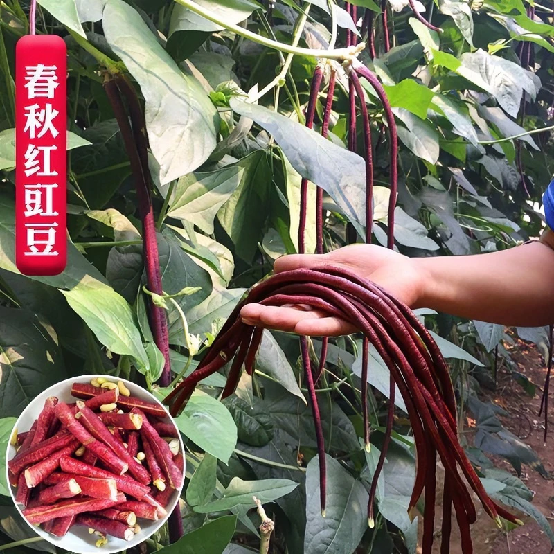 红豇豆种子特长高产紫红豆角种籽耐热耐寒四季播耐热蔬菜种子