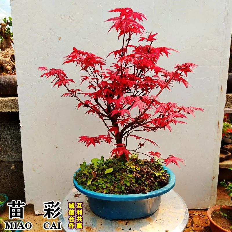 盆栽日本红枫树苗阳台客厅庭院红舞姬红枫树苗南方北方种植盆景苗