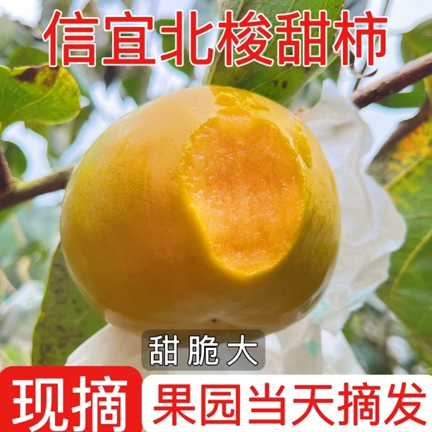 甜脆柿广东信宜北梭甜柿5斤富有甜柿新鲜采摘现发当季水果树上熟