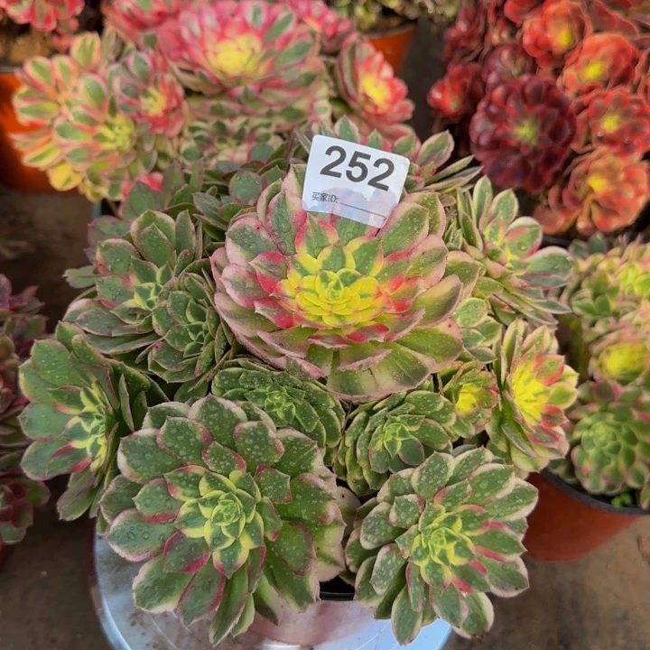 云*飘多肉植物252