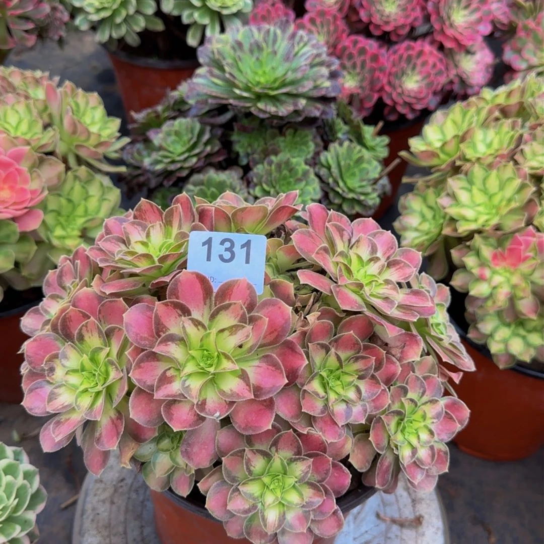 十*爱多肉植物131