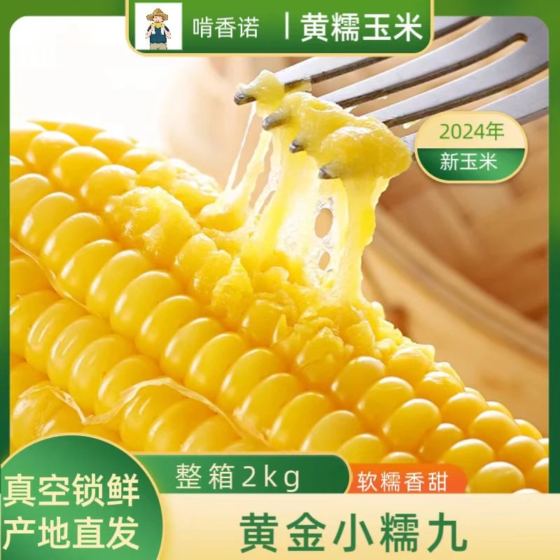 【小糯九】东北黄糯玉米真空包装一箱10根总重量不低于2000克<a>