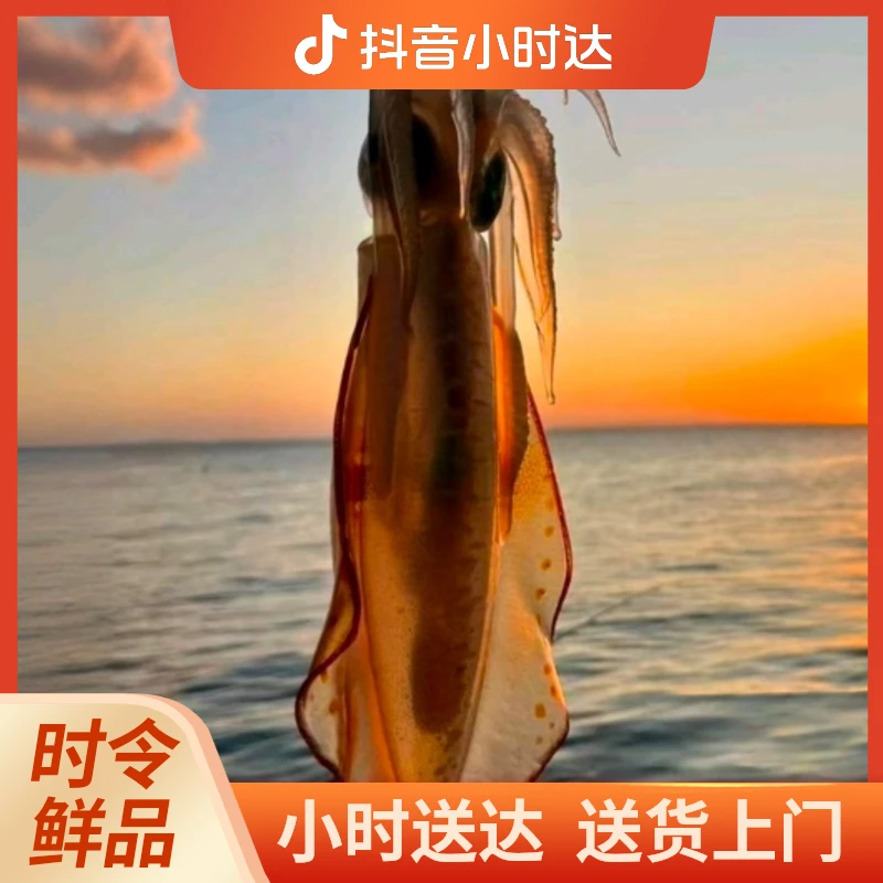 海钓鱿鱼管刺身2只4片