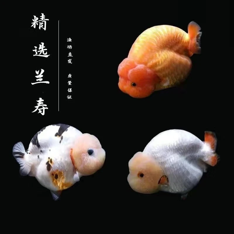金鱼 金鱼 精品金鱼兰寿玛丽泰狮金鱼 蓝色