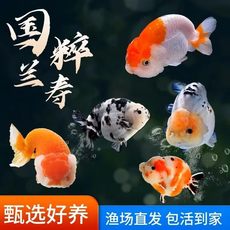 金鱼 金鱼 精品金鱼兰寿玛丽泰狮金鱼黑牌