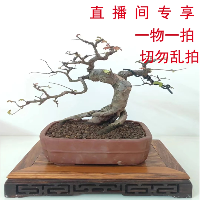 直播间专属链接，一物一拍 请勿私拍（精品桩/对节白蜡/榆树/黄杨/）