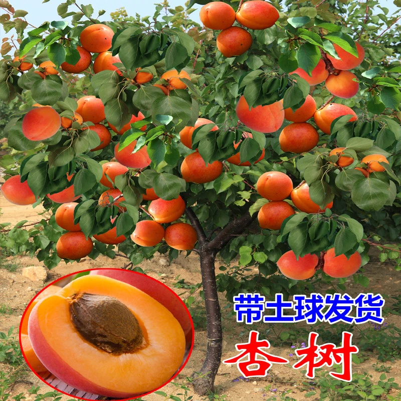 【带土球发货】帝王杏树苗嫁接金太阳杏树苗盆栽地栽南北方庭院种