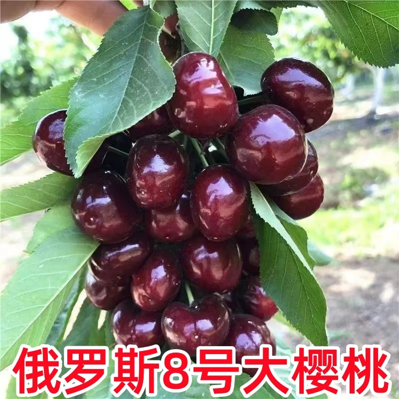 嫁接新品种俄罗斯8号大樱桃树苗俄8樱桃苗盆栽地栽抗当年结果种植