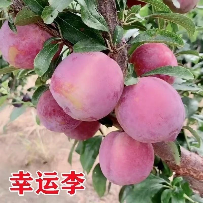 特大晚熟新品种幸运李子树苗盆栽地栽苗南北方种植耐寒苗当年结果
