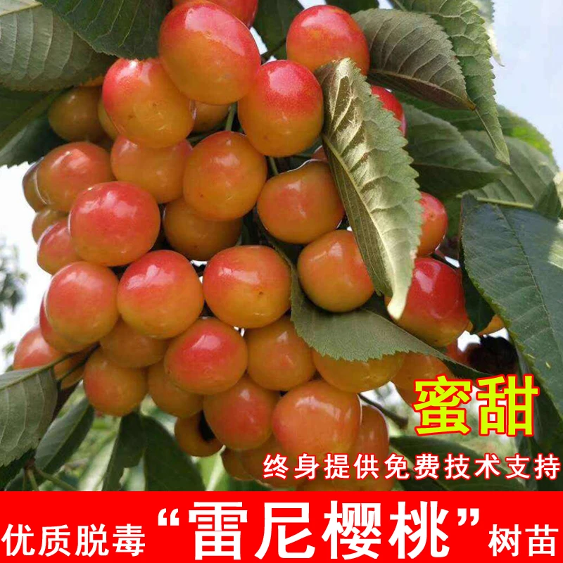 雷尼大樱桃树苗嫁接黄肉车厘子甜水晶樱桃苗盆地栽北南方种植果树