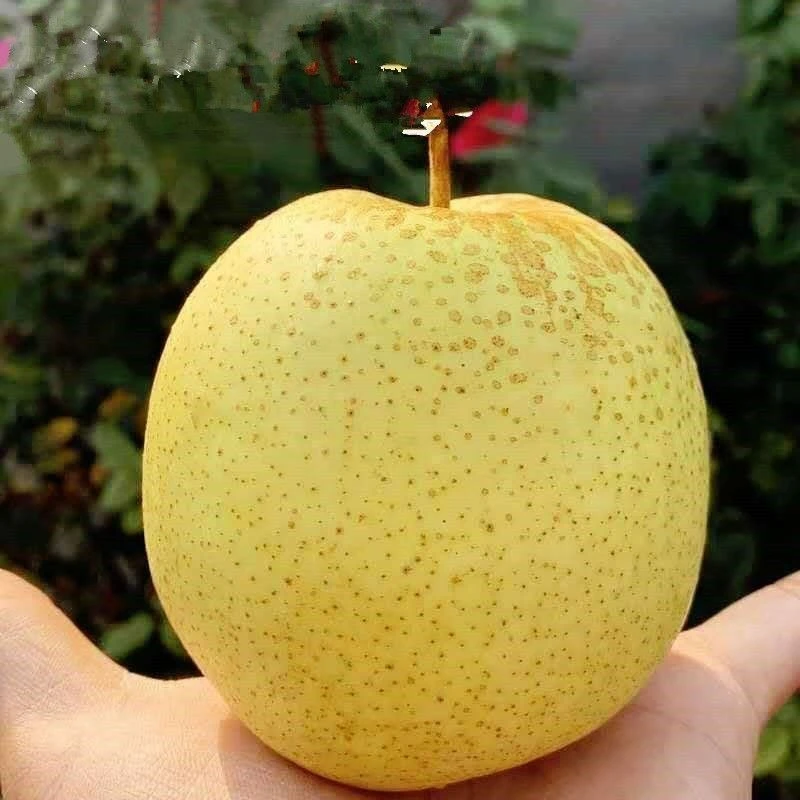 黄金冰糖雪梨苗种植果苗白酥梨梨树苗北方种植嫁接南方苗晚熟品种