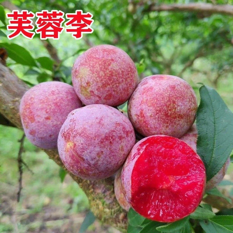 芙蓉李子果树苗嫁接李子树苗南北方种植盆栽地栽抗寒耐旱果树苗